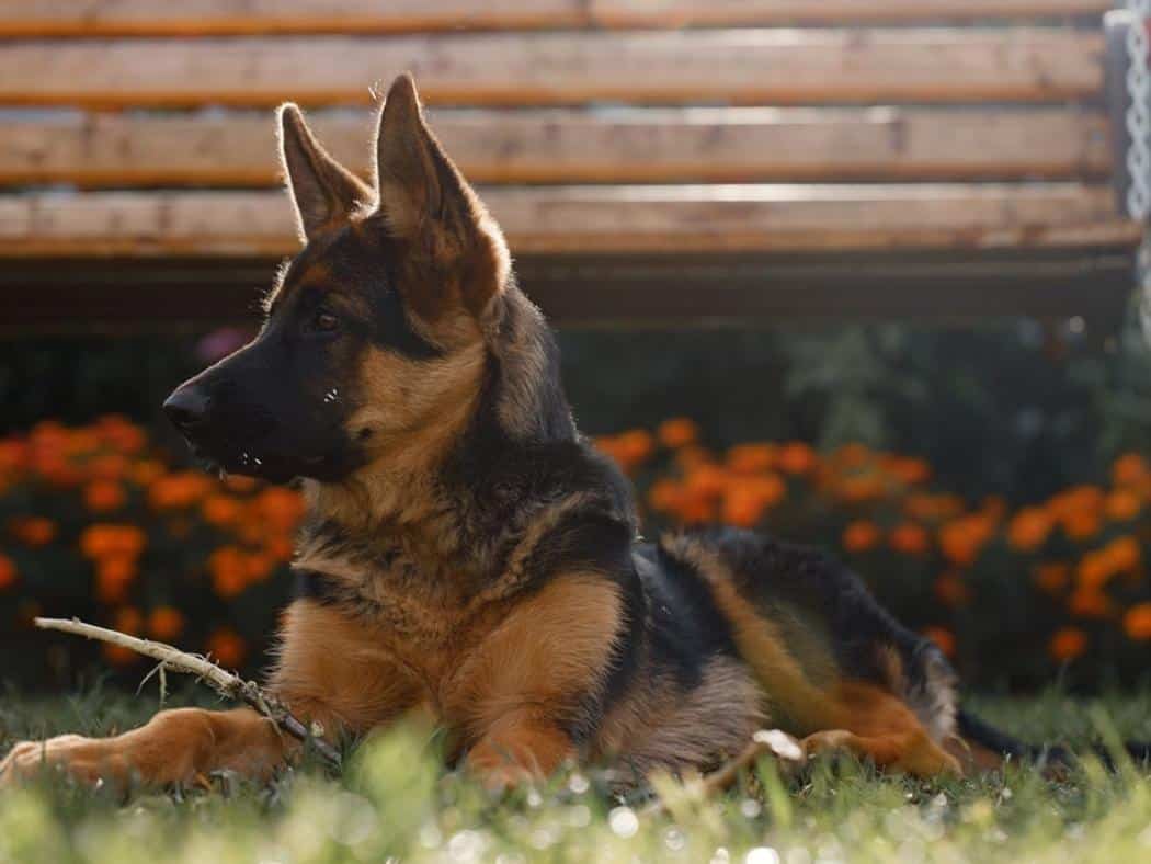 5 Month Old German Shepherd Everything You Need To Know 5-month-old-german-shepherd-everything-you-need-to-know