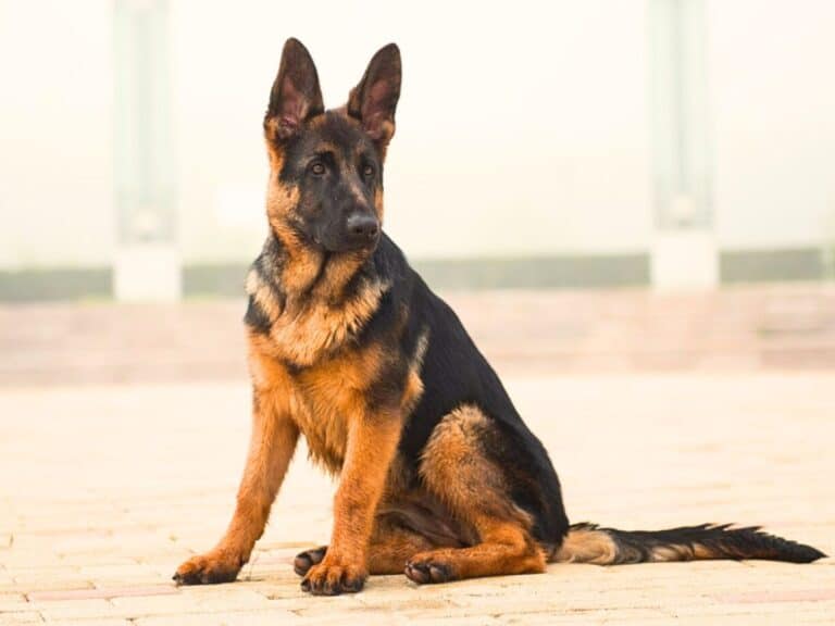 5 month old german shepherd sitting