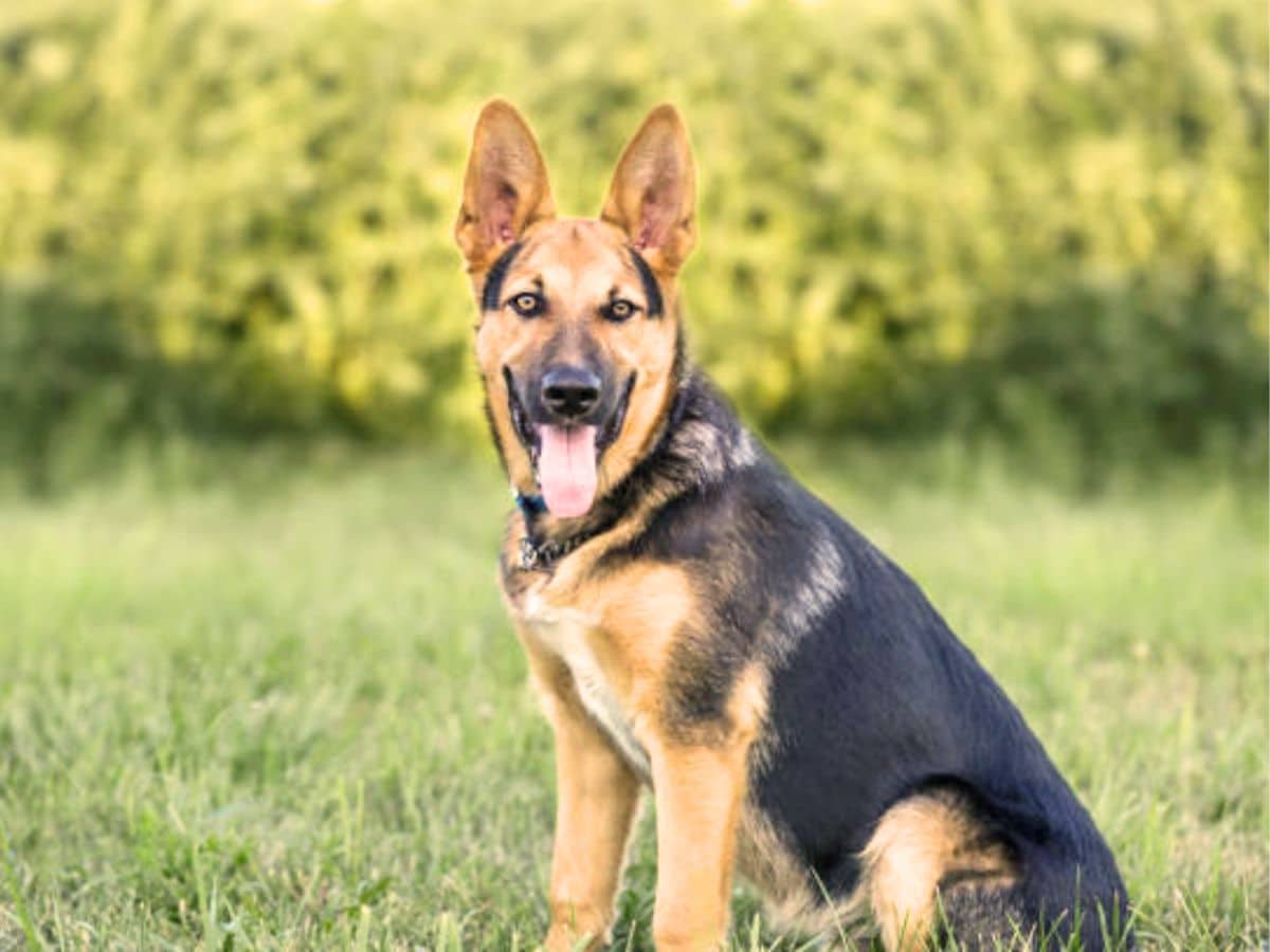 6 Month Old German Shepherd What To Expect 6-month-old-german-shepherd-what-to-expect