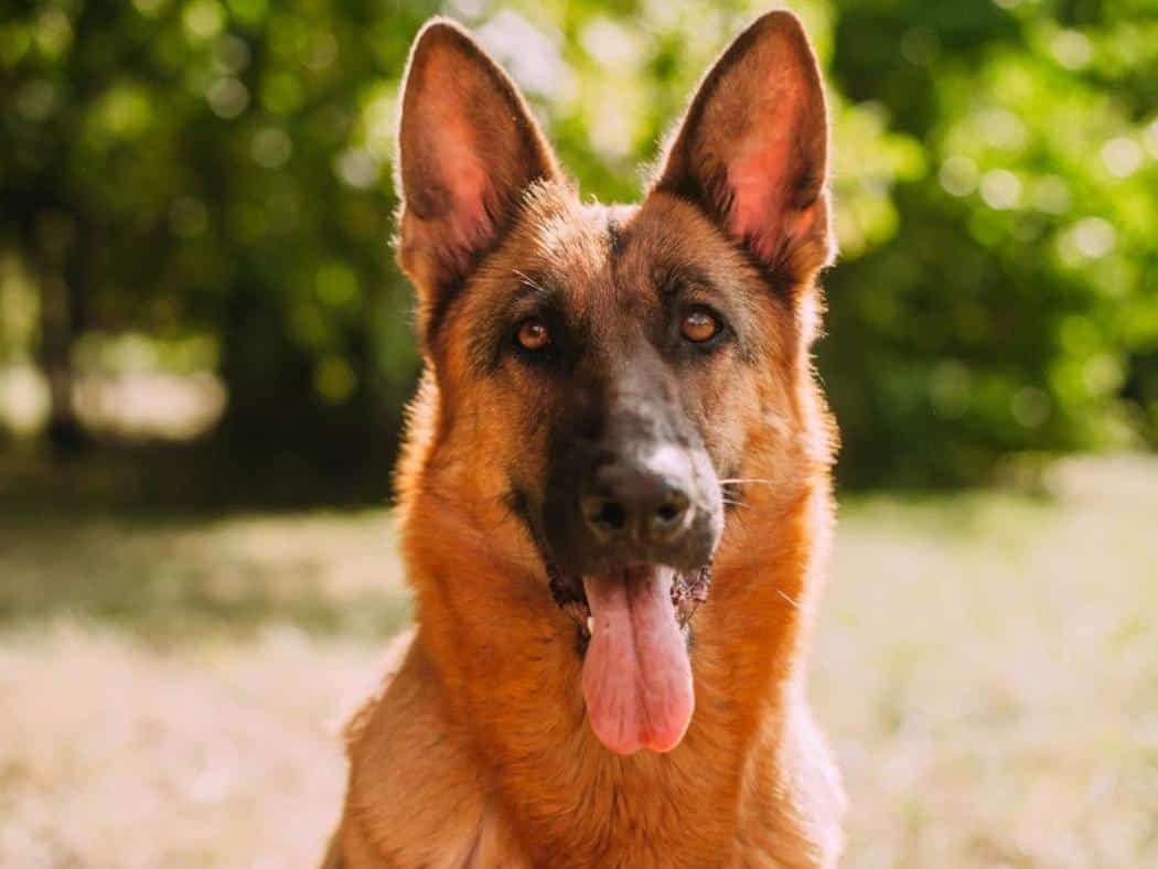 7 Month Old German Shepherd: Everything You Need to Know