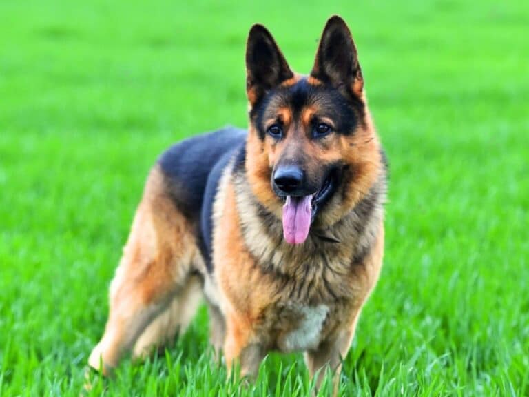 8 month old german shepherd standing in grass field