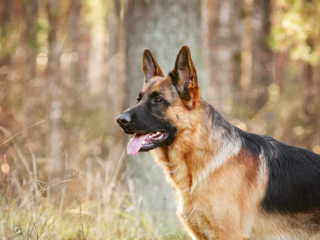 8 Month Old German Shepherd: Everything You Need To Know