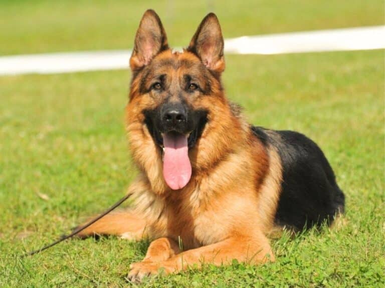 9 month old german shepherd is sitting on the grass