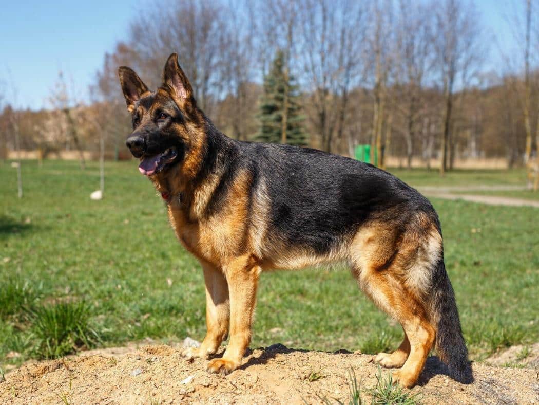 9 Month Old German Shepherd: Everything You Need To Know