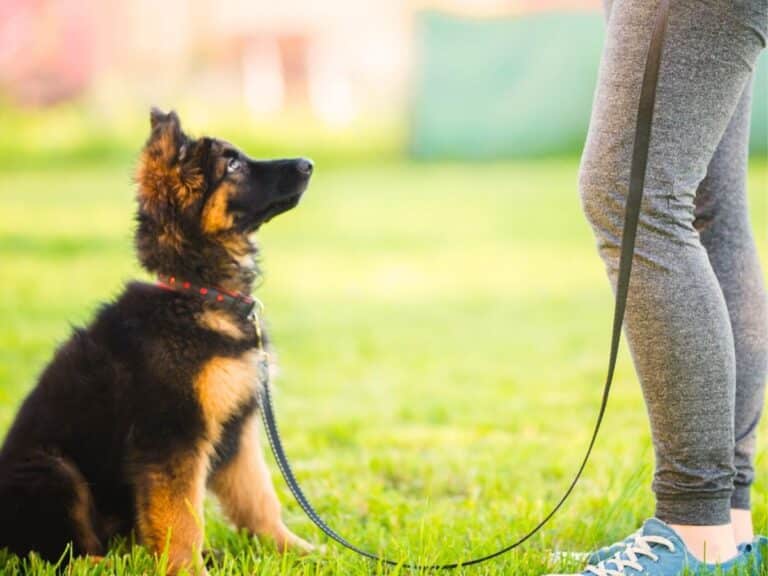 disciplining a german shepherd puppy