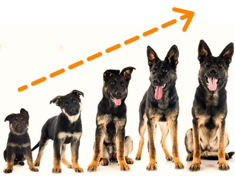 german shepherd growth and weight chart