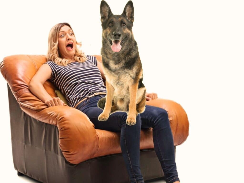 Why Does My German Shepherd Sit On Me?