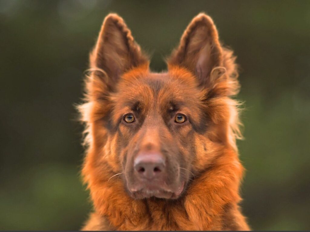 liver german shepherd dog