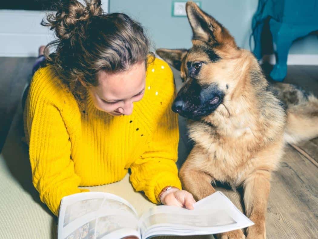 Why Your German Shepherd Sits on You 10 Reasons & How to Stop It