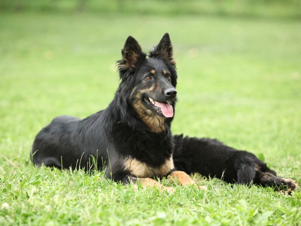 Bi-Color German Shepherd: What You Need To Know Before Owning One