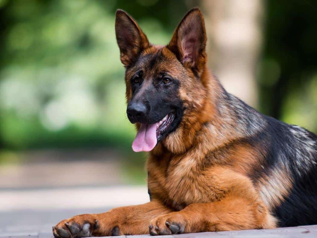 7 Month Old German Shepherd: Everything You Need to Know