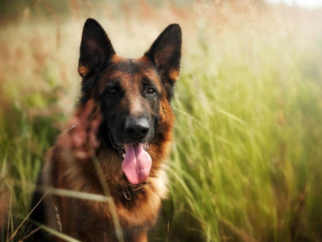 Black & Red German Shepherds: Stunning Colors and Remarkable Traits