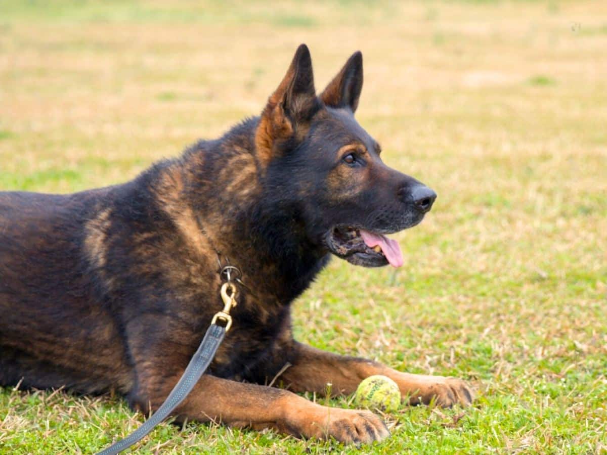 DDR Vs Czech Vs West German Shepherd Working Line Dogs DDR Vs Czech Vs West German Shepherd Working Line Dogs