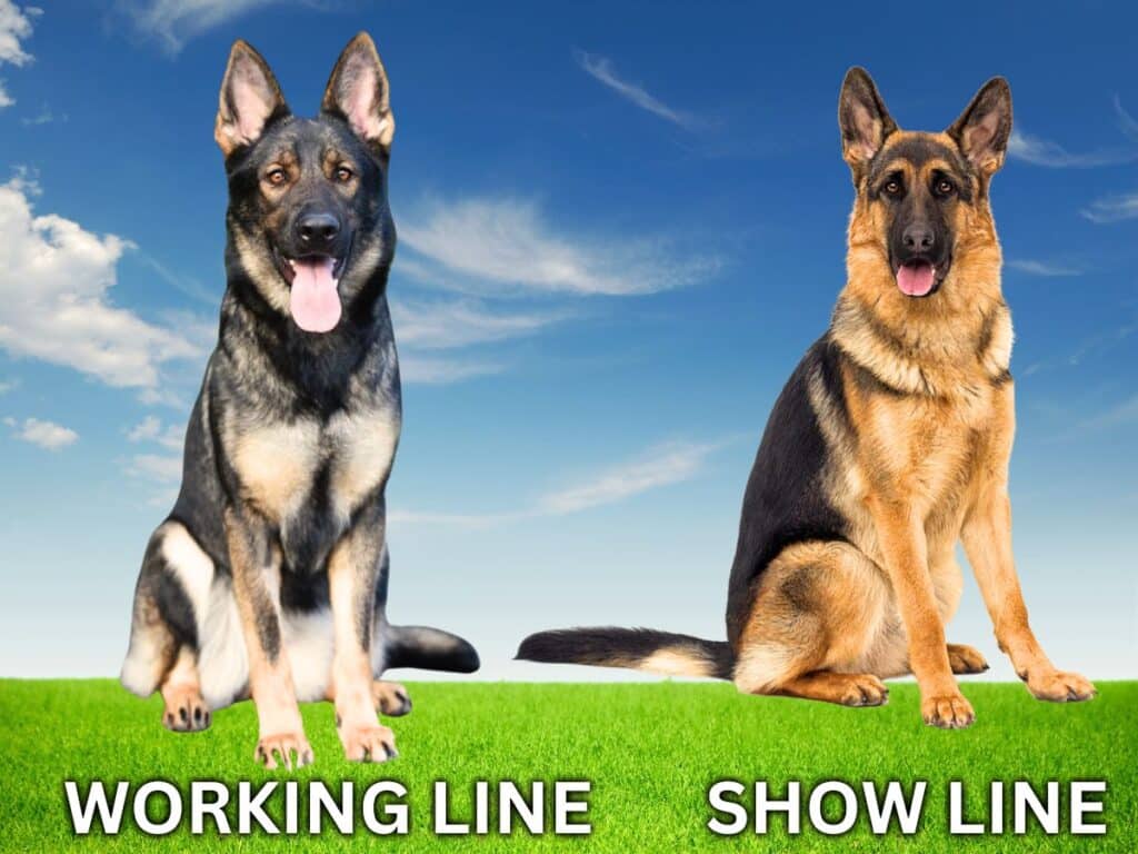different types of german shepherds - working line and show line