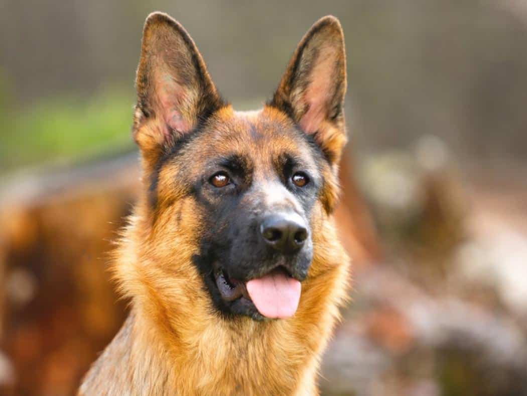 Floppy Eared German Shepherd: Why & How To Fix It