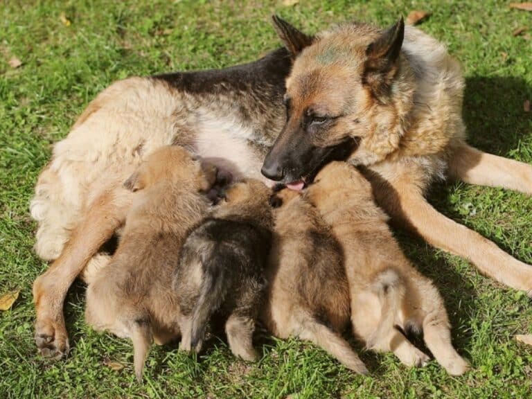 german shepherd dog with feeding her puppies