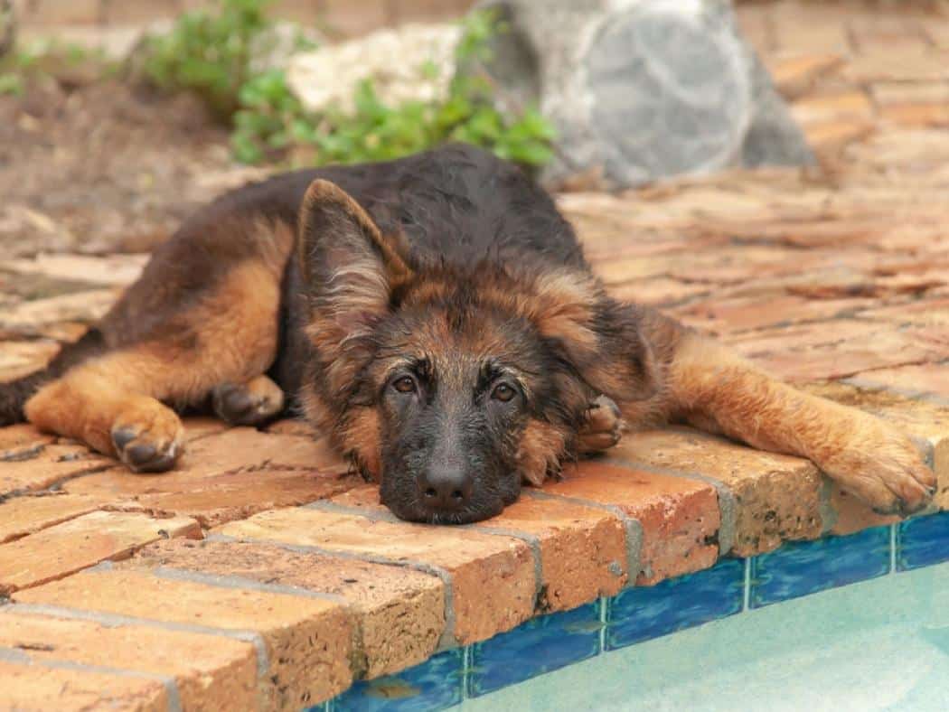 Floppy Eared German Shepherd Why & How To Fix It