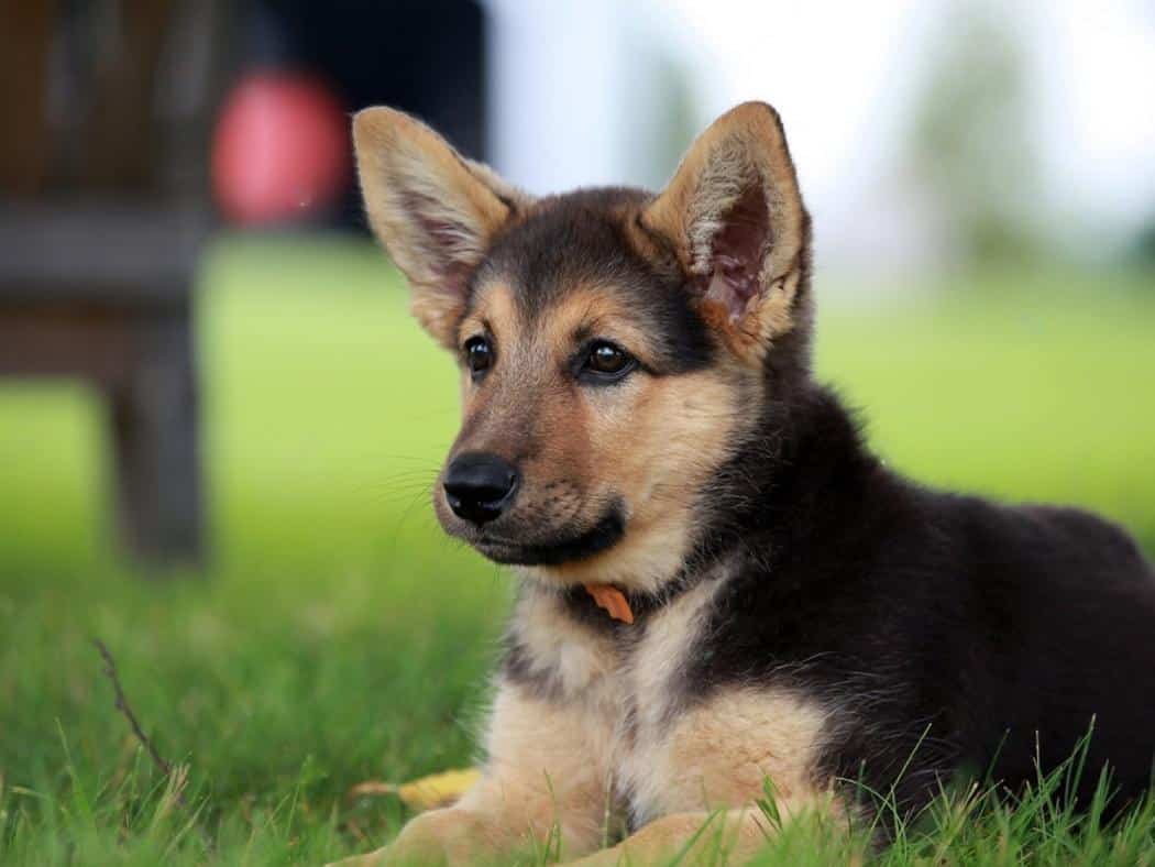 Floppy Eared German Shepherd Why & How To Fix It