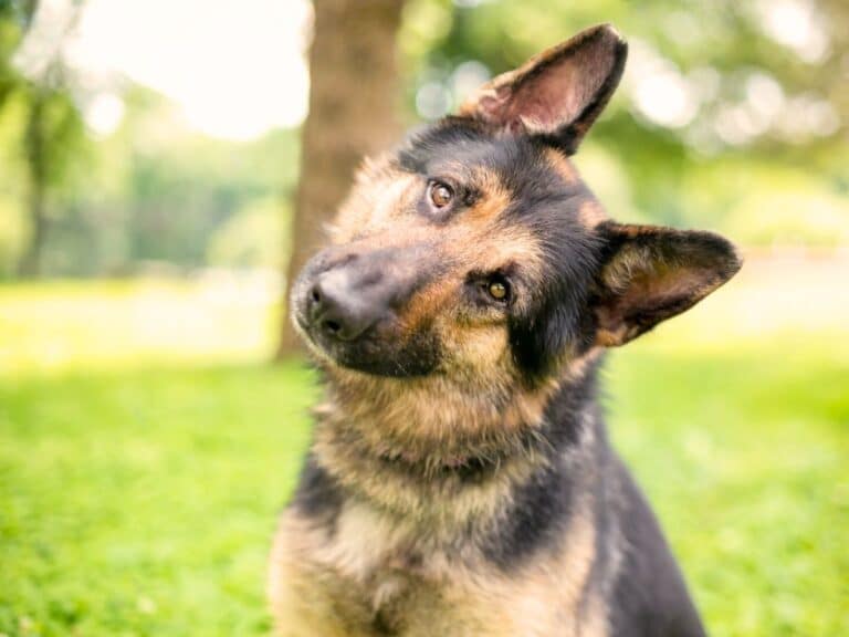 Why Do German Shepherds Tilt Their Heads?