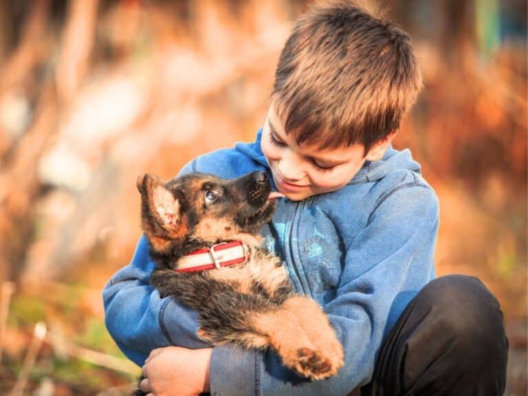german shepherd puppy socializing with a child