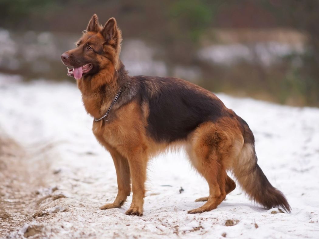 Liver German Shepherd Unique Coat Color & Characteristics