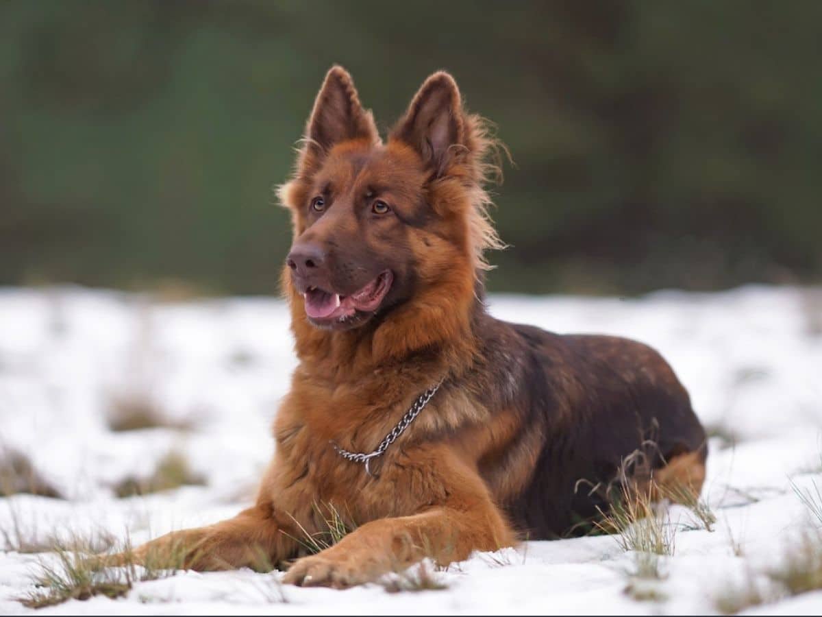 Black & Red German Shepherds: Stunning Colors and Remarkable Traits