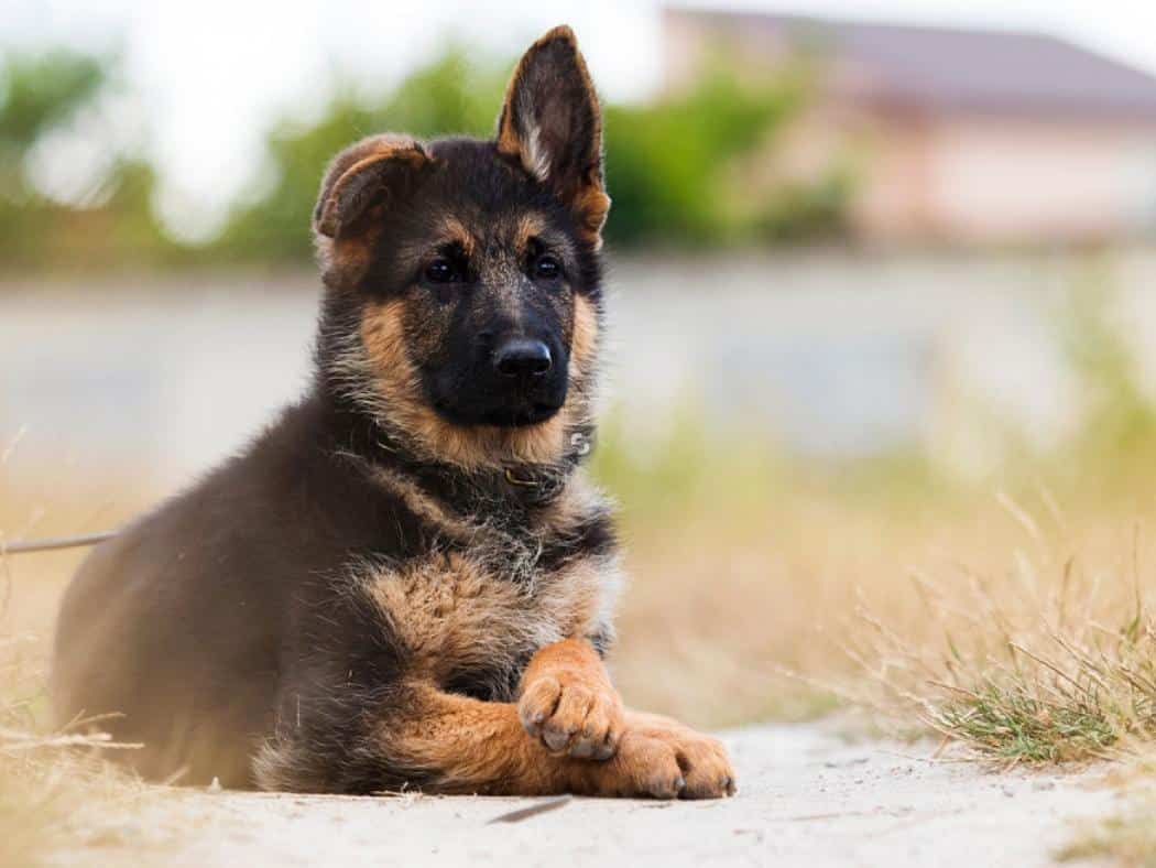 Floppy Eared German Shepherd Why & How To Fix It