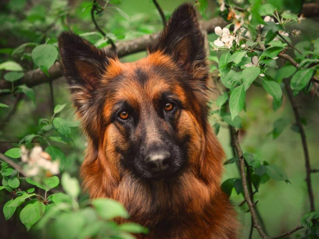 black and red german shepherd dog