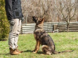 30 German Shepherd Training Commands & Free PDF