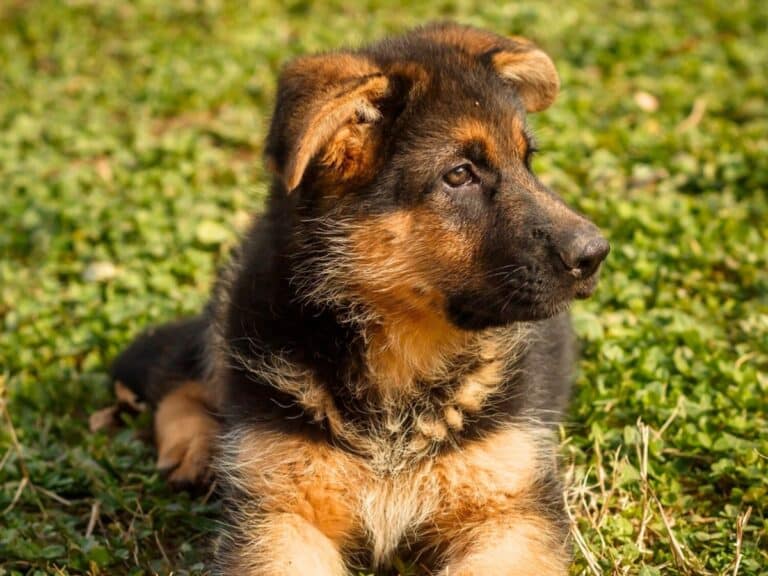 10 week old german shepherd is sitting on the grass