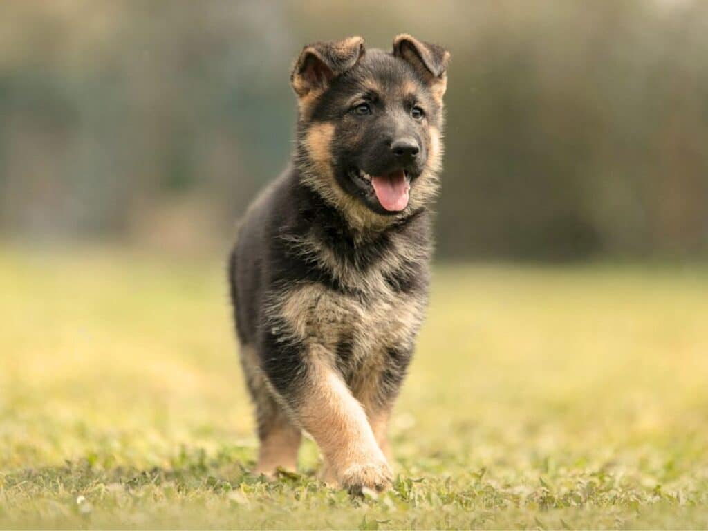7 week old german shepherd puppy walking on grass