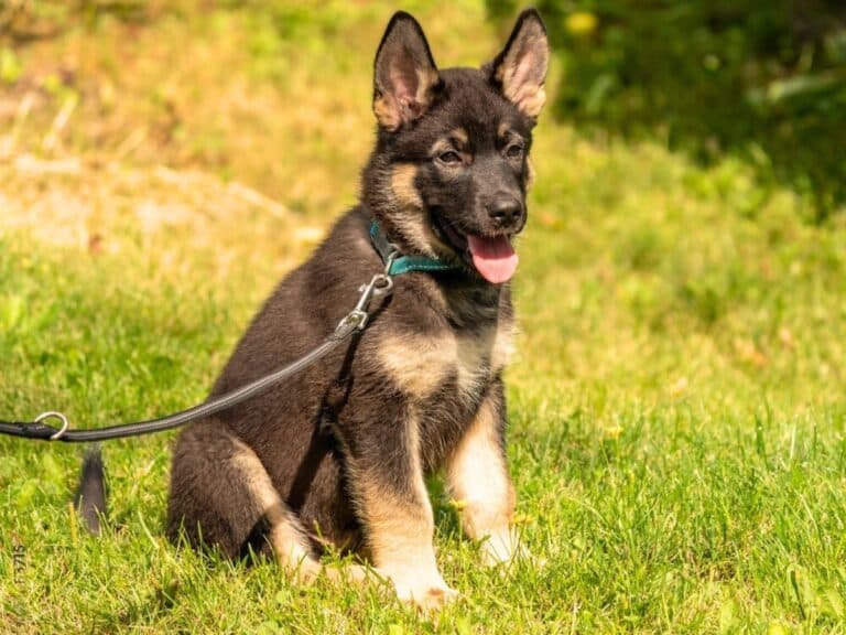 9 week old german shepherd sitting on grass