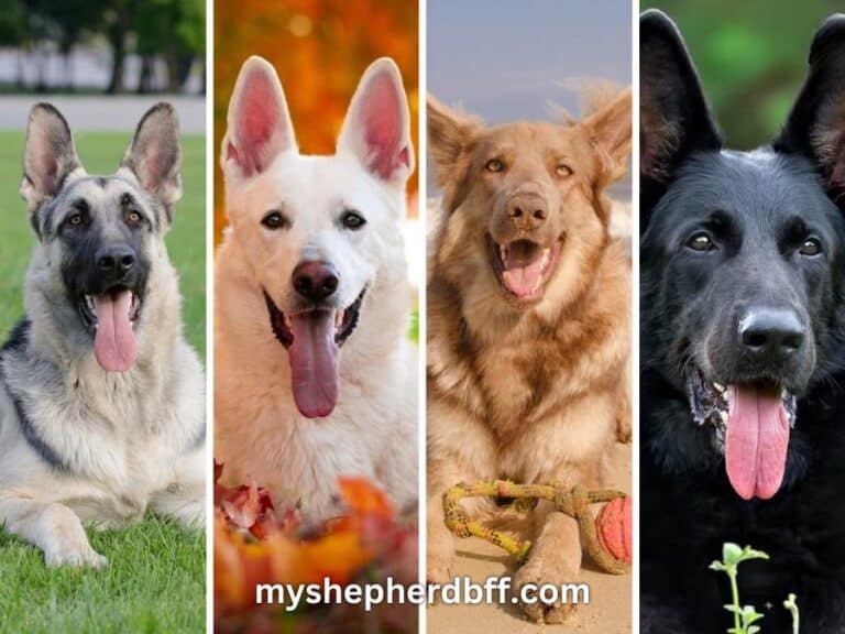 Different german shepherd colors