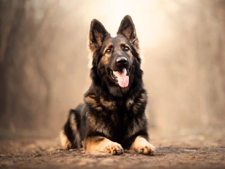 DDR German shepherd sitting on the ground