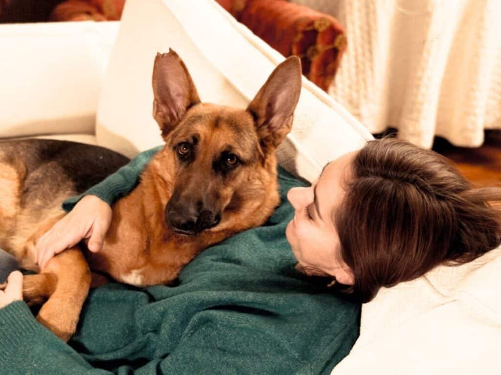 Owner wondering Why Are German Shepherds So Clingy