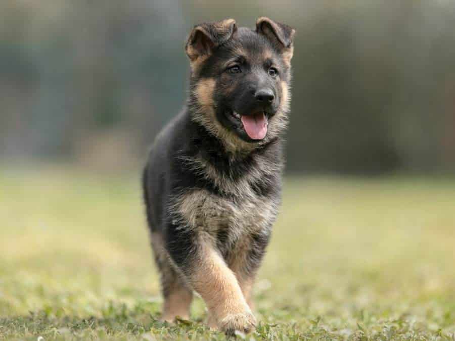 How To Potty Train a German Shepherd Puppy Easily