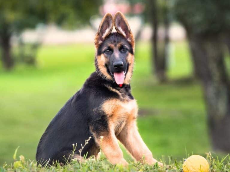 Learn about the german shepherd puppy ear stages