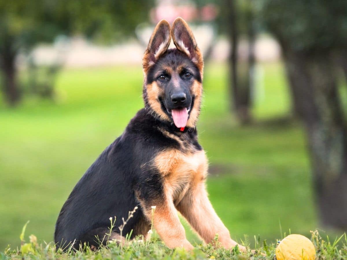 German Shepherd Puppy Ear Stages: Everything You Need to Know