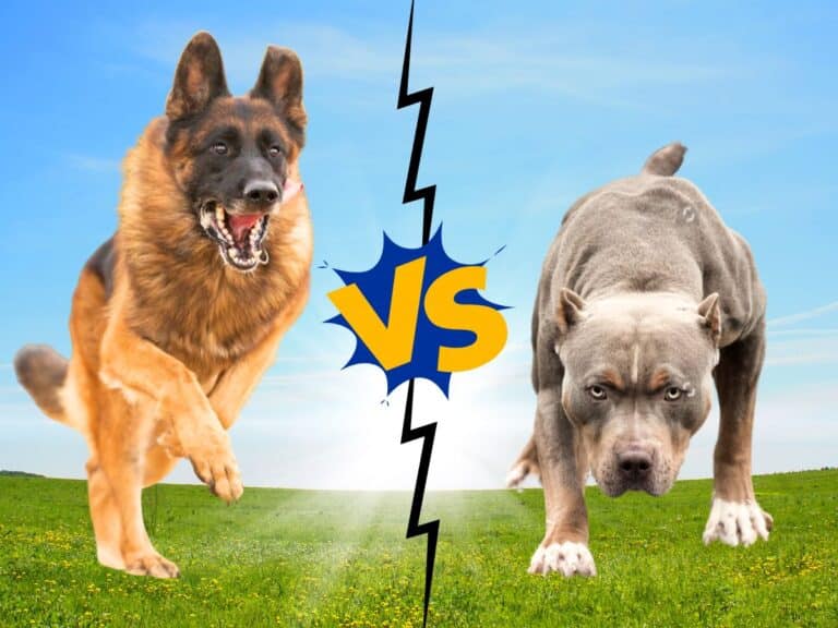 can a german shepherd kill a pitbull in a fight