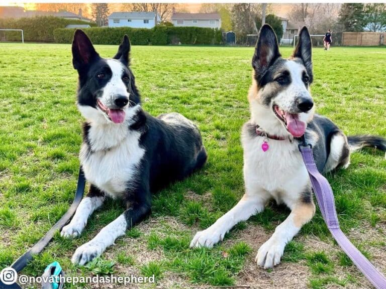 Panda German Shepherd