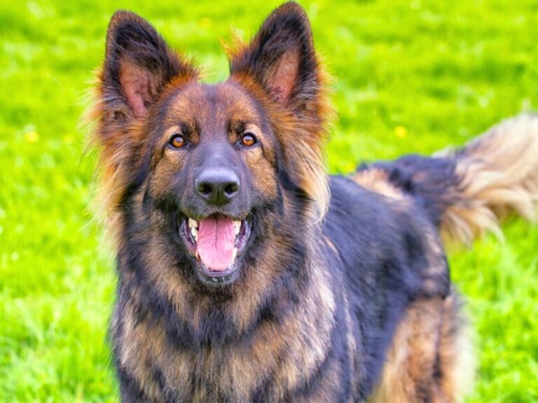 red sable german shepherd