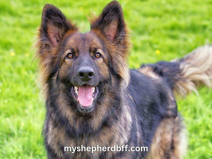 Red Sable German Shepherd: Ultimate Combination Of Beauty And Brains