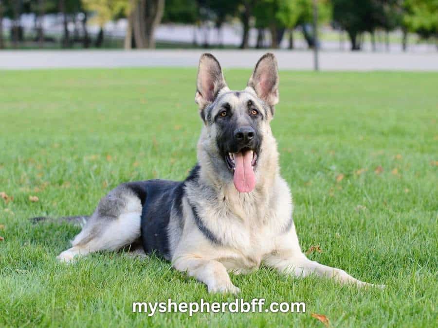 Image of a Black and Silver German Shepherd