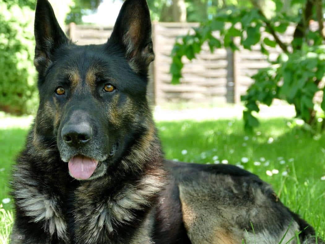 DDR German Shepherd: Working Dog With a Fascinating History