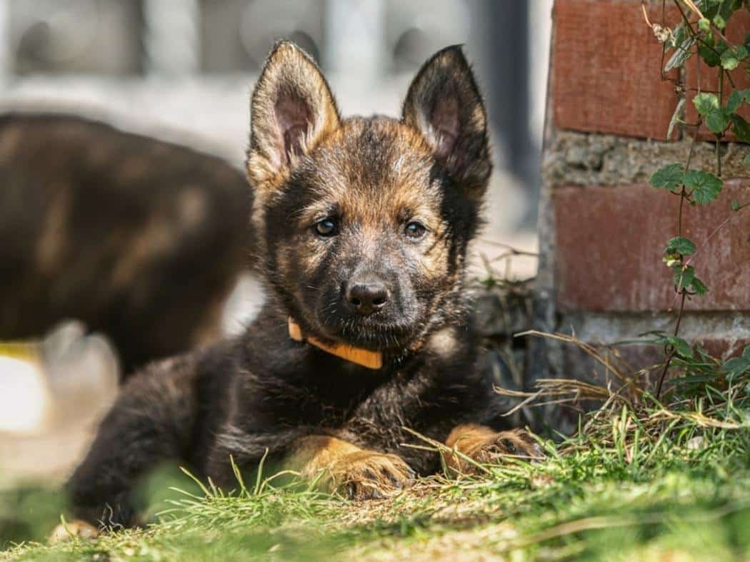 6 Week Old German Shepherd: A Guide for New Puppy Parents