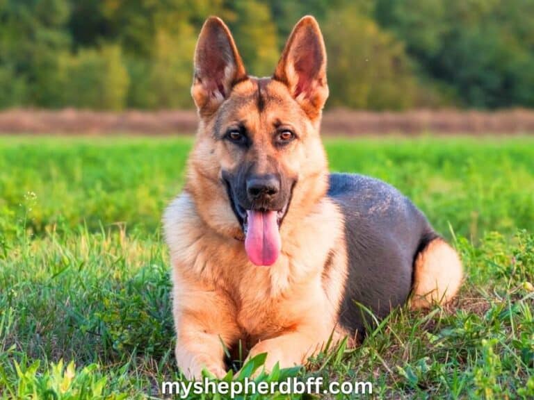 black and tan german shepherd sitting on ground