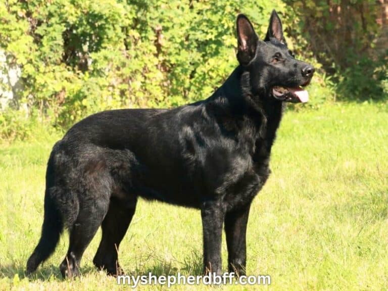 Black german shepherd on grass