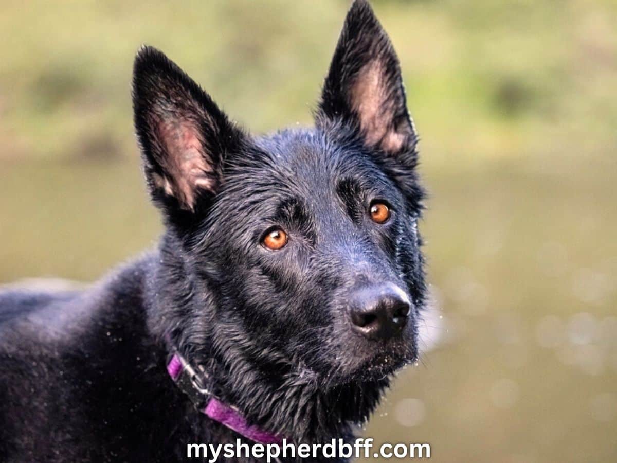 Blue German Shepherd: Everything You Need To Know