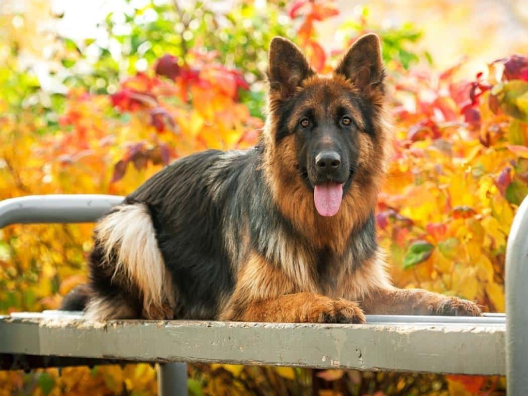 LongHaired German Shepherd The Ultimate Elegance in Canine Coats