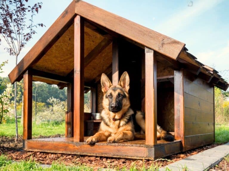 Can German Shepherds Live Outside?